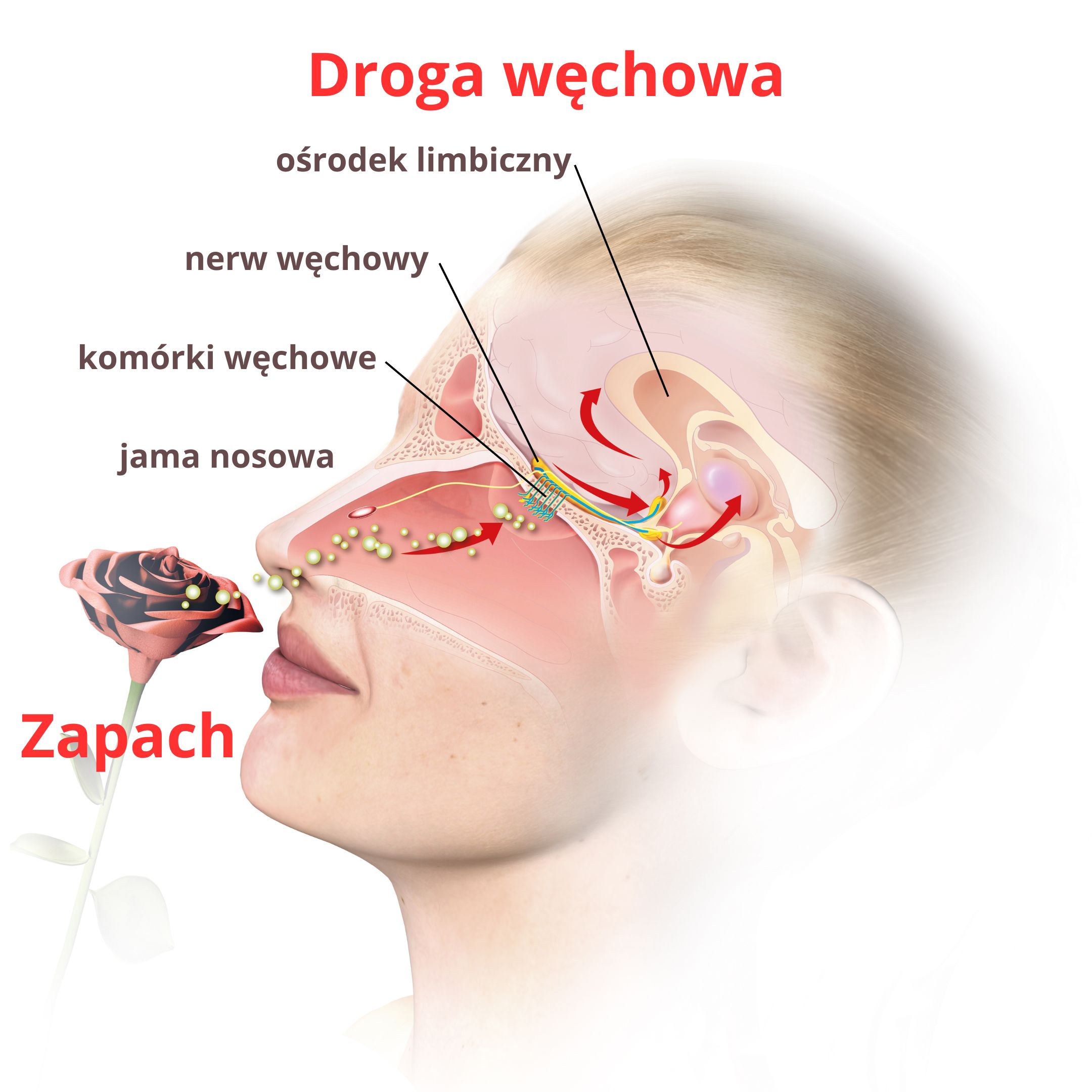 vůně